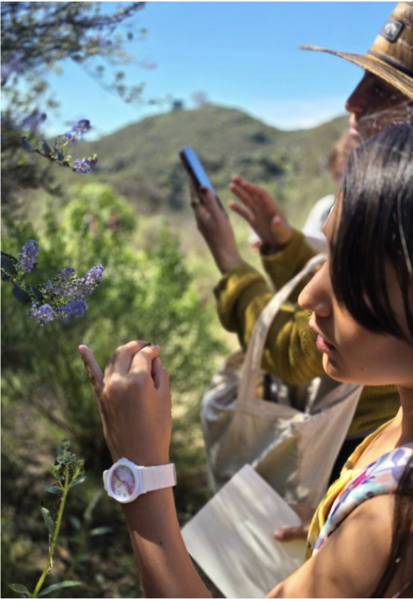 Students examining wild lavender on a foraging walk in the hills.